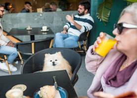 Cada vez son más los restaurantes que permiten entrar a las mascotas. Foto: Guía Repsol