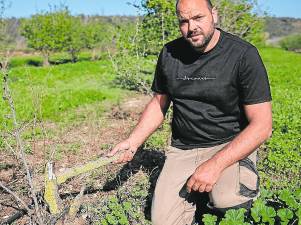 Un dels efectes de la conductivitat és assecar l’arbre. Foto: Alba Mariné