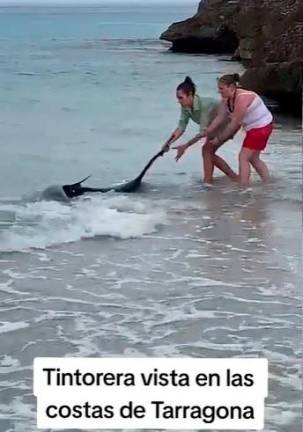 $!El falso delfín que pedía ayuda en Tarragona y el tiburón inexistente en una playa de Cunit