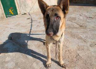 La guardia Civil investiga varios casos de presunto maltrato animal en Tarragona