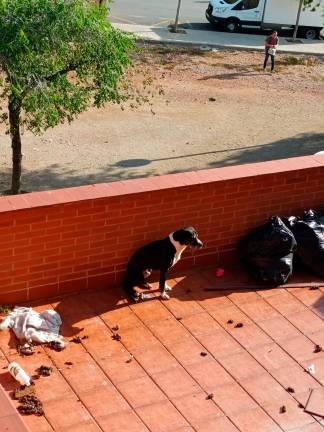 Perro en la terraza rodeado de excrementos. Foto: DT