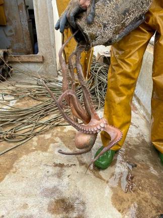 Captura del pulpo roquero. Foto: Generalitat de Catalunya