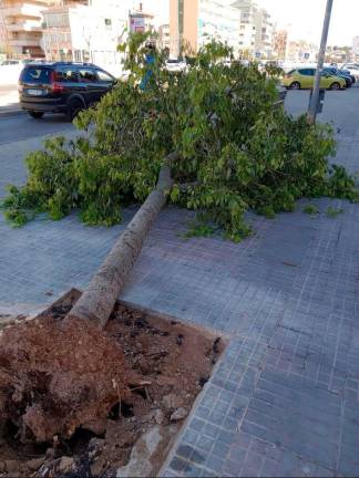 $!Un árbol caído en Cunit. Foto: DT