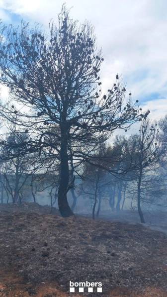 La zona quemada por el incendio. La zona quemada por el incendio.