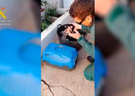 Imagen de uno de los cachorros mutilados. Foto: Guardia Civil