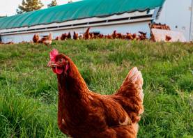 Las gallinas pueden pasearse libremente por la granja. FOTO: Oriol Galofré