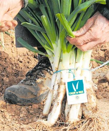 Calçots amb la identificació amb la lligadura blava i l’etiqueta de l’IGP. Foto: DT