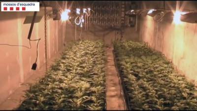 Imagen de archivo de otra plantación 'indoor' de marihuana incautada por los Mossos
