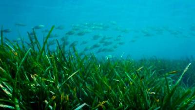 Esta alga acuática está protegida y declarada Patrimonio de la Humanidad. FOTO: DT