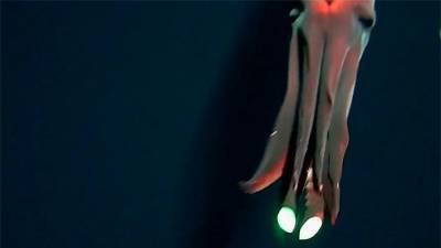 Un ejemplar de calamar bioluminiscente. Foto: EFE