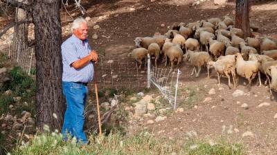 Un pastor i el seu ramat acompanyaran en el recorregut. Foto: Consell Comarcal del Baix Penedès