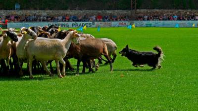 Els gossos hauran de mostrar les seves habilitats en el control d’ovelles. FOTO: Cedida