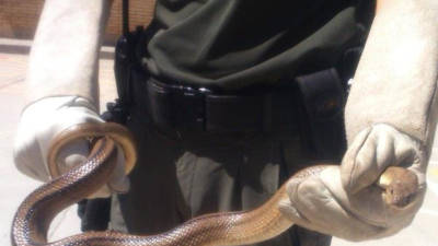 Exemplar de la serp capturada pels Agents Rurals a l'escola Ramón y Cajal d'Ulldecona. Foto: ACN