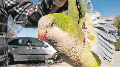 Imagen de la cotorra muerta, ayer. FOTO: Cedida