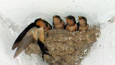 Las golondrinas son aves protegidas y cualquier daño hacia las aves o sus nidos son imputables. FOTO: cedida