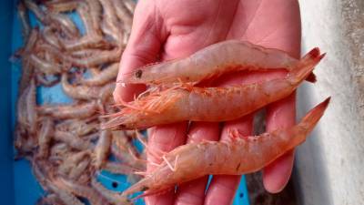 Ejemplares capturados de este langostino en Terres de l’Ebre. foto: Generalitat