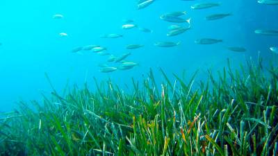 Cambrils ha encargado una cartografía de su fondo marino. Foto: DT
