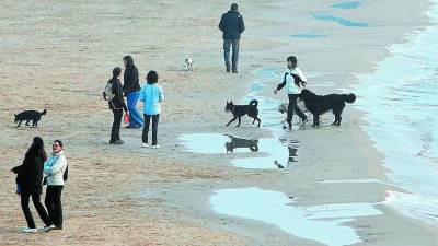 Los dueños de perros piden zonas en las playas para sus mascotas. Imagen de archivo. Foto: lluis milian/DT