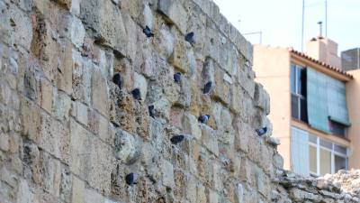La situación de las palomas en Tarragona es grave. En los últimos cuatro años, se han capturado un total de 28.850 ejemplares. Foto: Pere Ferré