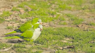 Las cotorras argentinas están consideradas especies exóticas invasoras. FOTO: Raül Aymí