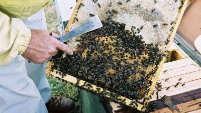 La mel d\'origen xinès genera una competència deslleial als apicultors catalans, denuncia el sindicat agrari. Foto: J. Revillas