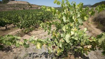 Una vinya de Corbera d´Ebre, amb grans de raïm poc desenvolupats per manca d´aigua. Foto: J. REVILLAS