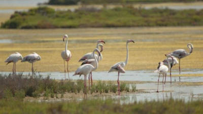 Varios individuos de flamencos, en una laguna del Delta de l'Ebre, una zona muy rica en cuanto a flora y fauna. FOTO: JOAN REVILLAS