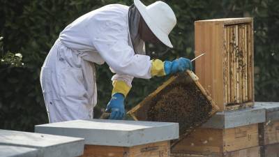 Imatge d´un apicultor manipulant les arnes a les Terres de l´Ebre. Foto: JOAN REVILLAS
