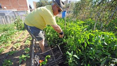 Desde hace 3 años Luciano Alba, de 76 años, tiene una parcela donde cultiva todo tipo de hortalizas. Foto: Alfredo González