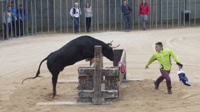 Imatge d'arxiu de bous al Mas de Barberans. Foto: Joan Revillas