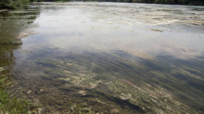 Imatge de la gran quantitat d’algues a l’Ebre, fotografiades ahir a Garcia. FOTO: joan revillas