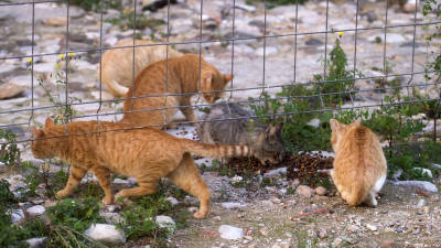 Uns gats d´una colònia que Progat Tortosa controla. FOTO: J. R.