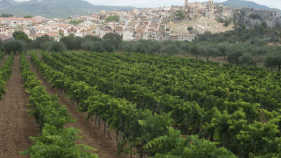 Imatge de vinyes a primer terme i el poble del Pinell de Brai, al fons. FOTO: JOAN REVILLAS