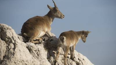 Dos exemplars de cabra salvatge, en una muntanya del massís del Port. Foto: Joan Revillas