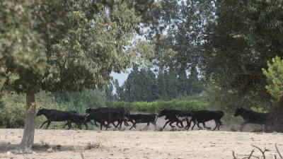 Imatge d´un grup de bous a l´illa del riu Ebre, actualment superpoblada. FOTO: JOAN REVILLAS