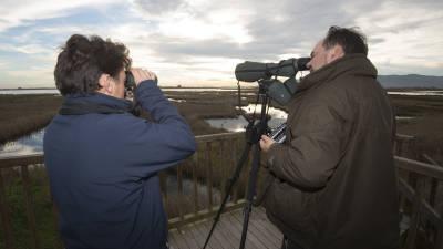 Tècnics i voluntaris, comptant ocells amb l´ajuda de binocles i telescopis. FOTO: JOAN REVILLAS FOTO: JOAN REVILLAS