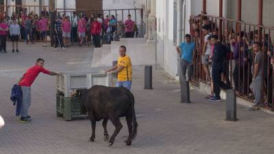 El municipio de Aldover, en el Baix Ebre, abrió ayer la temporada taurina en el Ebre con diversos espectáculos con bous. Foto: JOAN REVILLAS