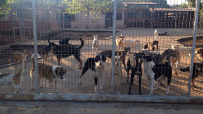 El estado de los animales en la protectora de Olescan fue denunciado por la Guardia Civil. FOTO: DT