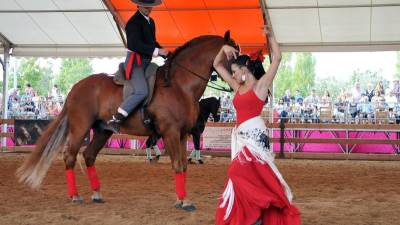 Els cavalls tornaran a ser els protagonistes de la Fira de Sant Jaume. Foto: alfredo gonzález / DT