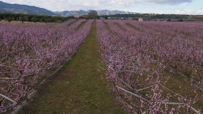 Un detall d´un fruiter florit, un actiu turístic incipient a la comarca de la Ribera d´Ebre. Foto: Joan Revillas