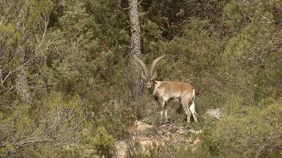 Un exemplar de cabra salvatge de les Terres de l´Ebre amb una gran cornamenta enmig del bosc, al Port. FOTO: JOAN REVILLAS