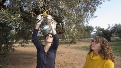 Tècniques del Departament d'Agricutura recollint mostres d'una olivera. Foto: Joan Revillas
