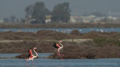 Dos flamencs a la llacuna de la Tancada, al marge dret del Delta. Foto: Joan Revillas
