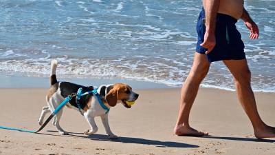Un perro disfruta del paseo en la playa del Miracle con su dueño. Foto: Alfredo González