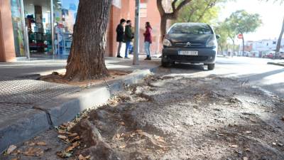 Las raíces de los árboles han levantado parte de la calzada de la calle Mas de l’Abelló, la avenida central. FOTO: Alba Mariné
