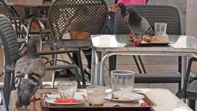 Palomas en las mesas de un establecimiento de la plaza Prim. Foto: Alfredo González