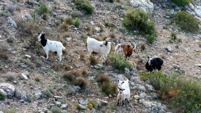 Cabras junto a la cumbre. Foto: Santi García