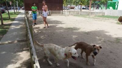 La desaparición de perros causa alarma en Creixell y Torredembarra. Foto: alba mariné/dt
