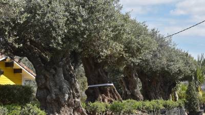 Tropipalms, en Mont-roig del Camp, cuenta con un amplio catálogo de olivos. Foto: Alfredo González