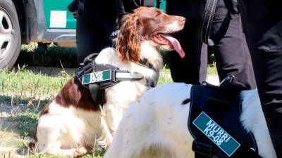 Algunos de los perros del Grup Especial Caní (GEK9) del cuerpo de Agents Rurals. Foto: ACN